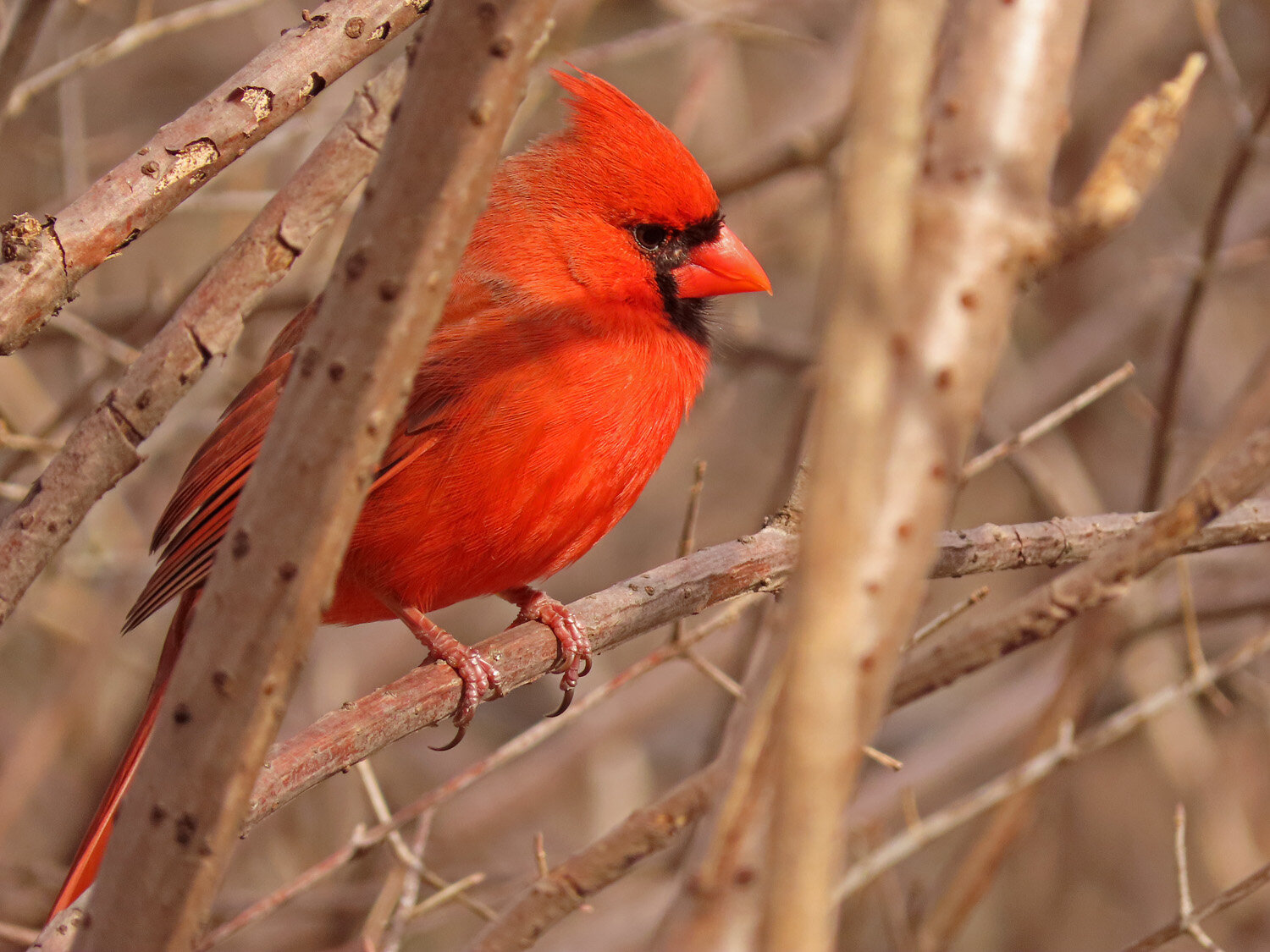 Cardinal 1500 2-29-2020 003P.jpg