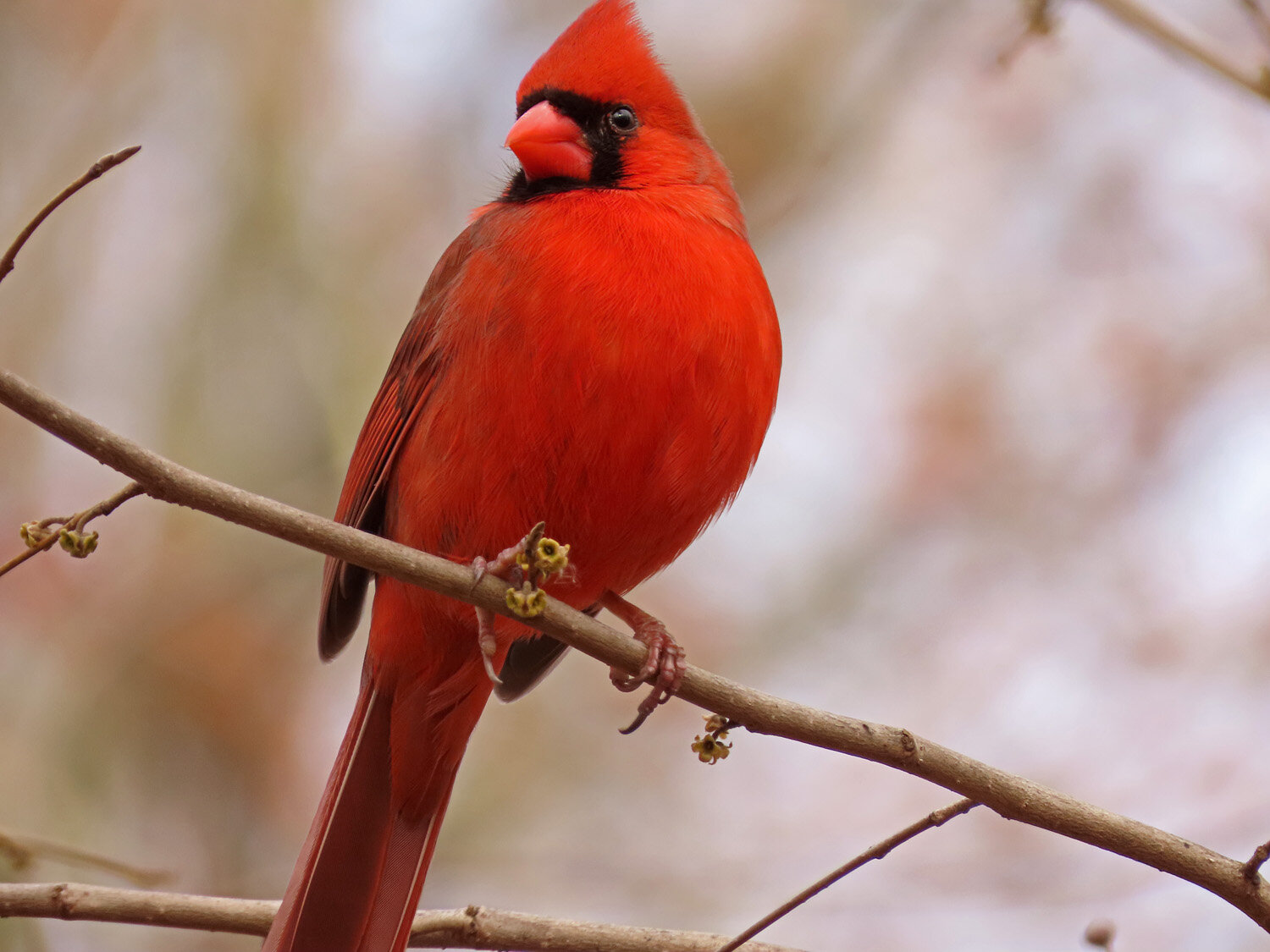 Cardinal 1500 2-29-2020 009P.jpg