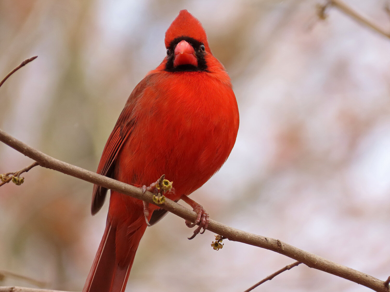 Cardinal 1500 2-29-2020 010P.jpg