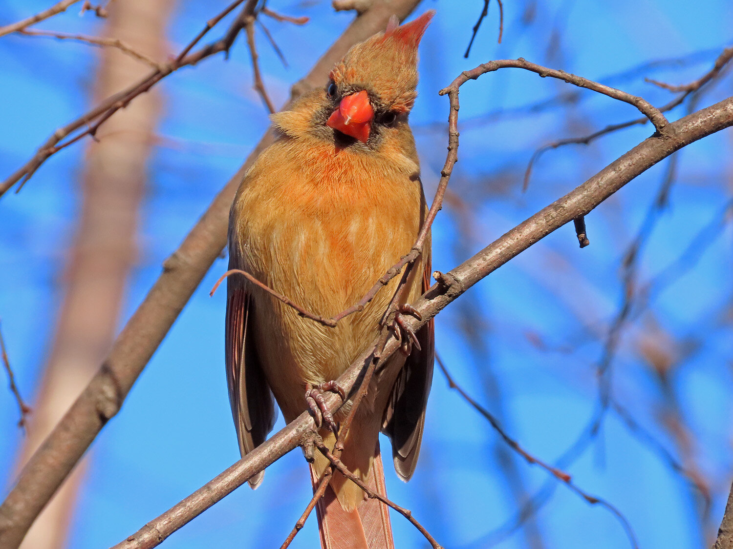 Cardinal 1500 3-1-2020 015P.jpg