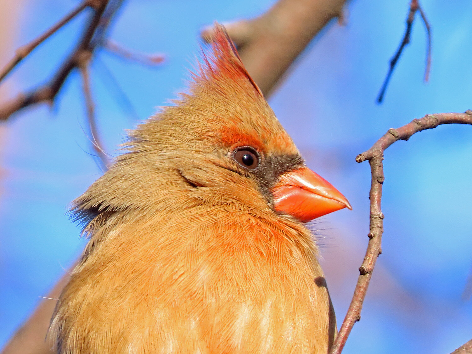 Cardinal 1500 3-1-2020 017P.jpg