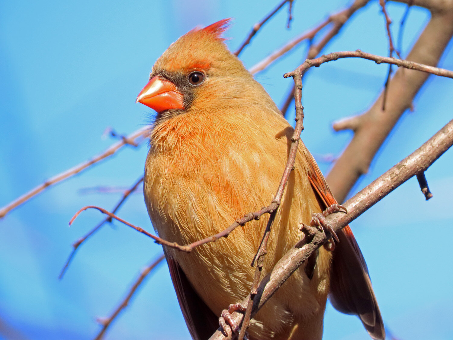 Cardinal 1500 3-1-2020 009P.jpg