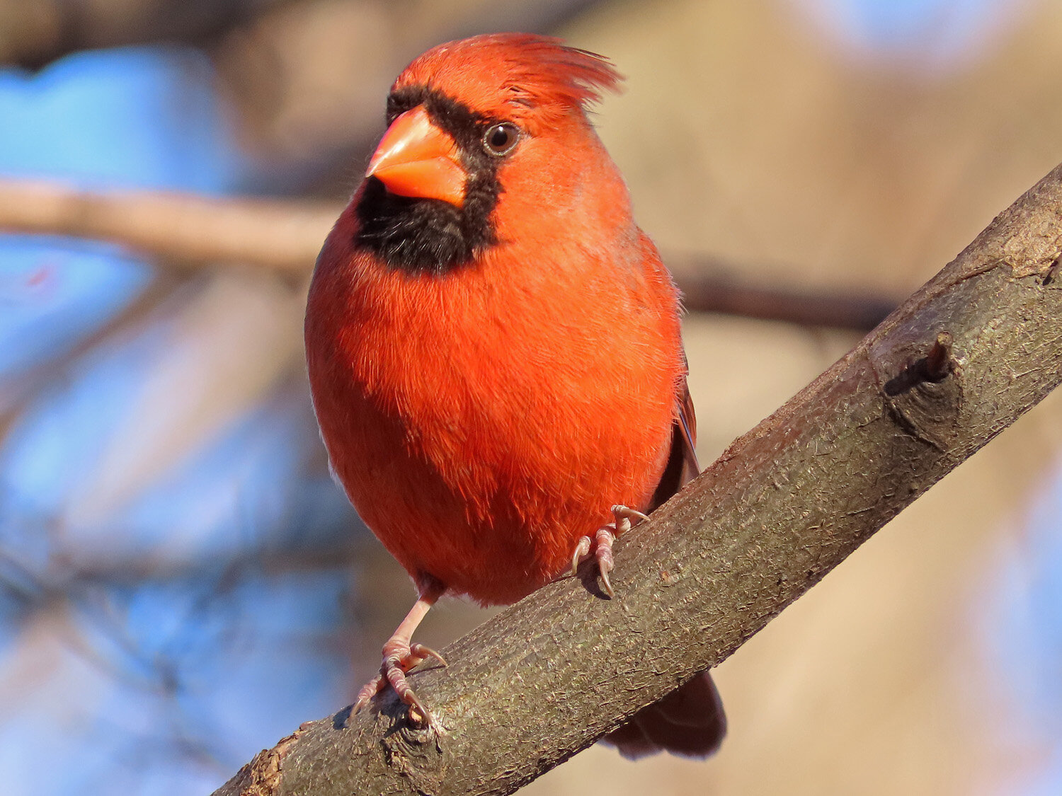 Cardinal 1500 3-1-2020 019P.jpg