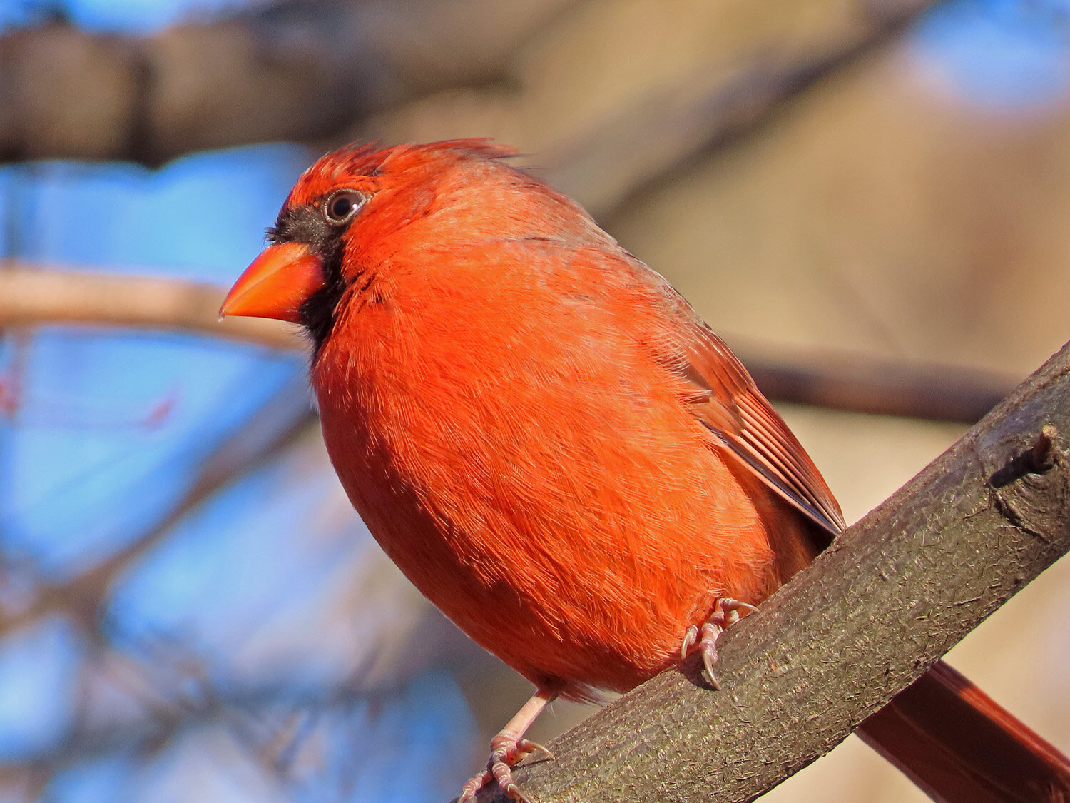 Cardinal 1500 3-1-2020 020P.jpg