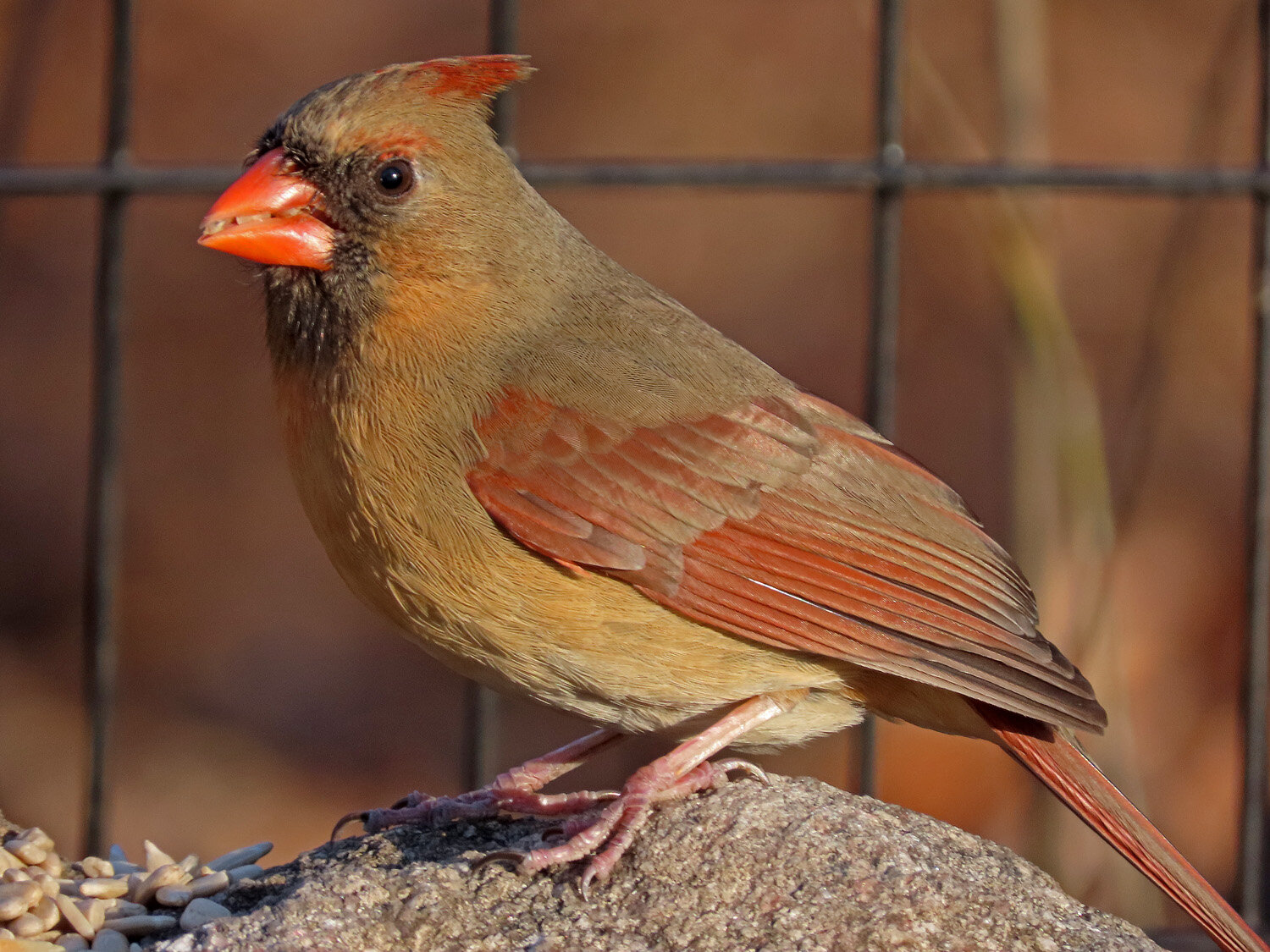 Cardinal 1500 3-1-2020 025P.jpg