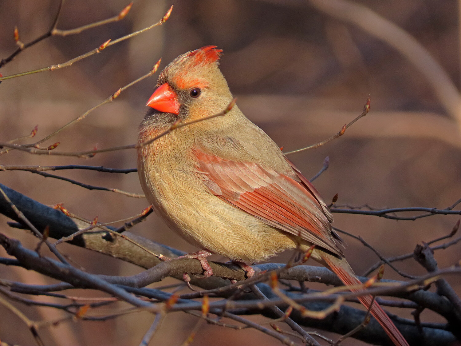 Cardinal 1500 3-1-2020 027P.jpg