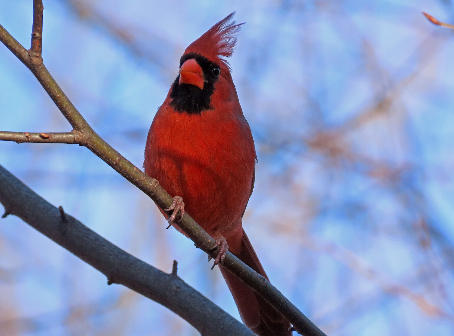 Cardinal 1500 3-1-2020 029P.jpg