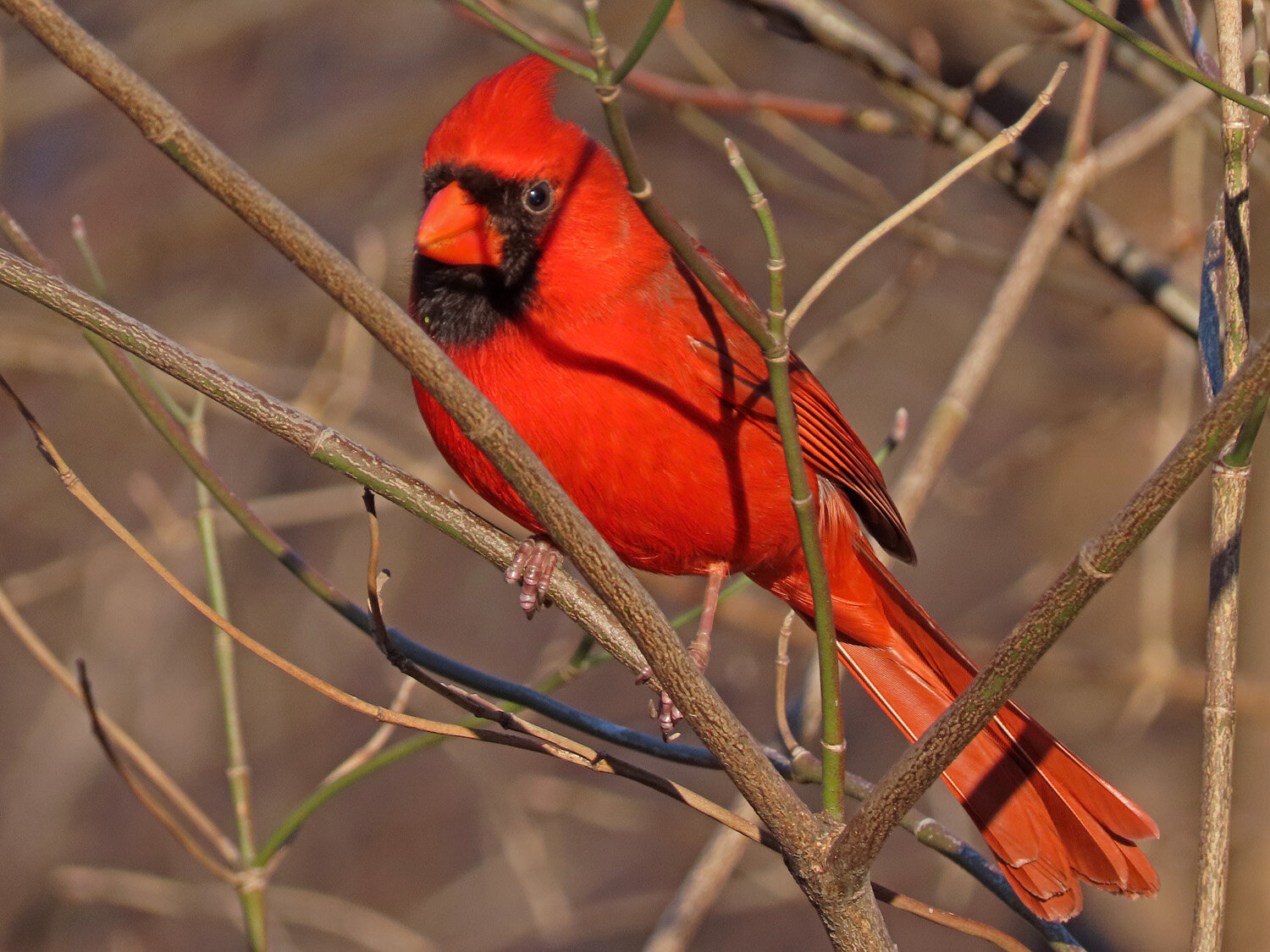 Cardinal 1500 3-1-2020 030P.jpg