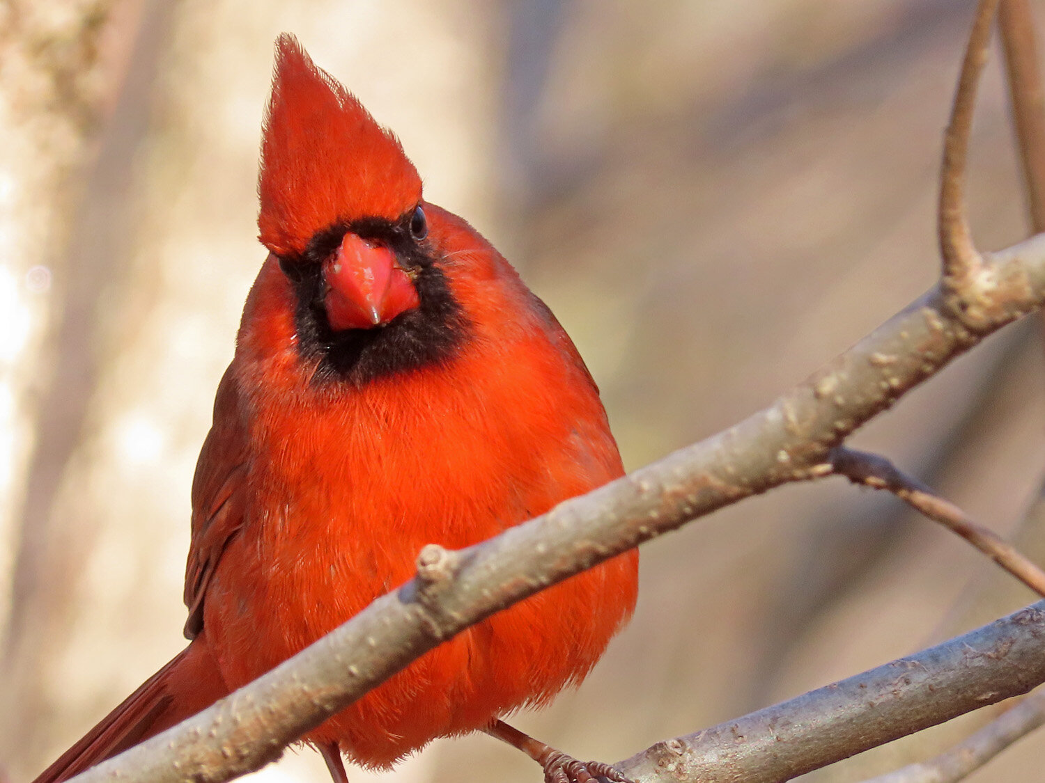 Cardinal 1500 4-1-2020 098P.jpg