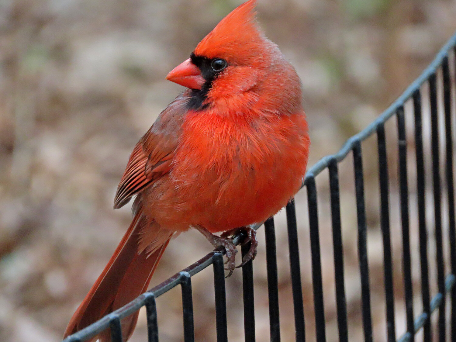 Cardinal 1500 4-17-2020 116P.jpg