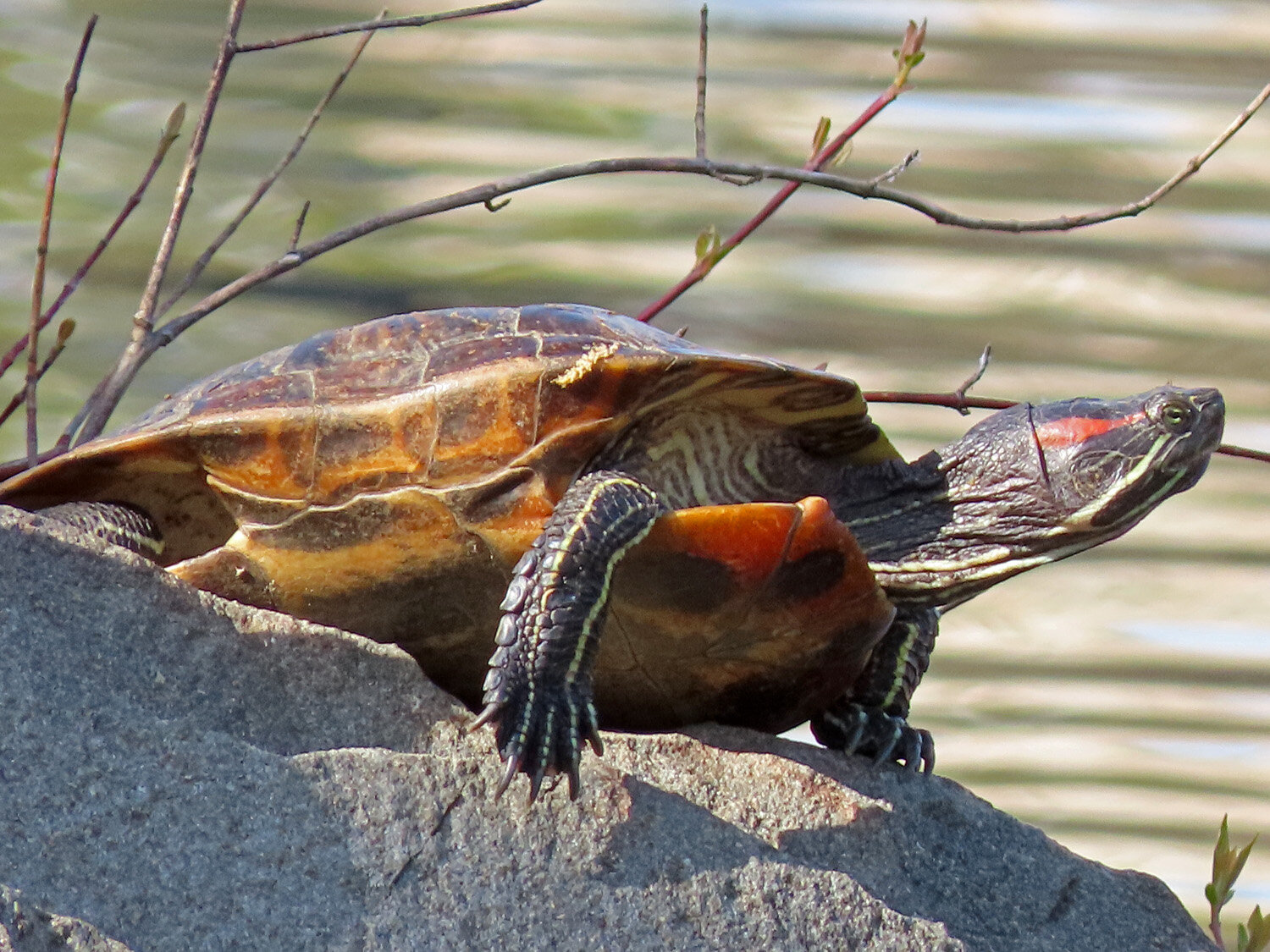 Turtle 1500 4-11-2020 133P.jpg