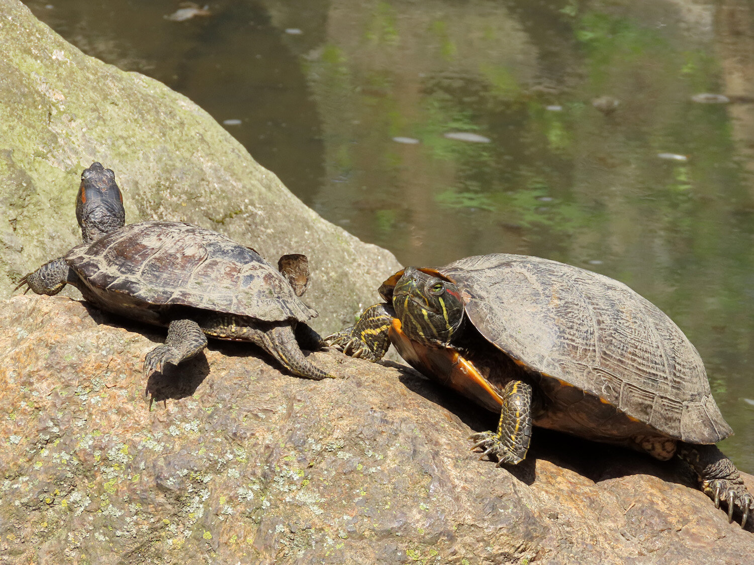 Turtles 1500 4-25-2020 117P.jpg