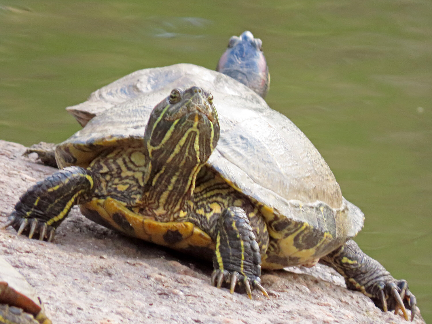 Turtles 1500 5-1-2020 064P.jpg