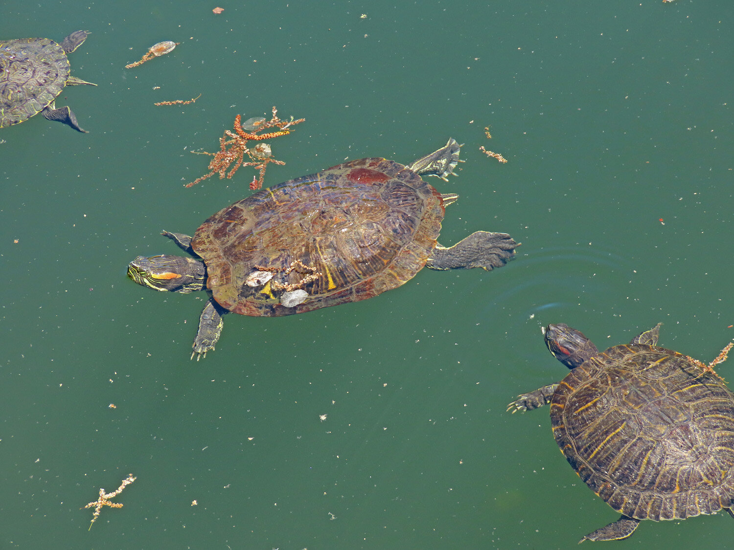 Turtles 1500 5-12-2020 053P.jpg