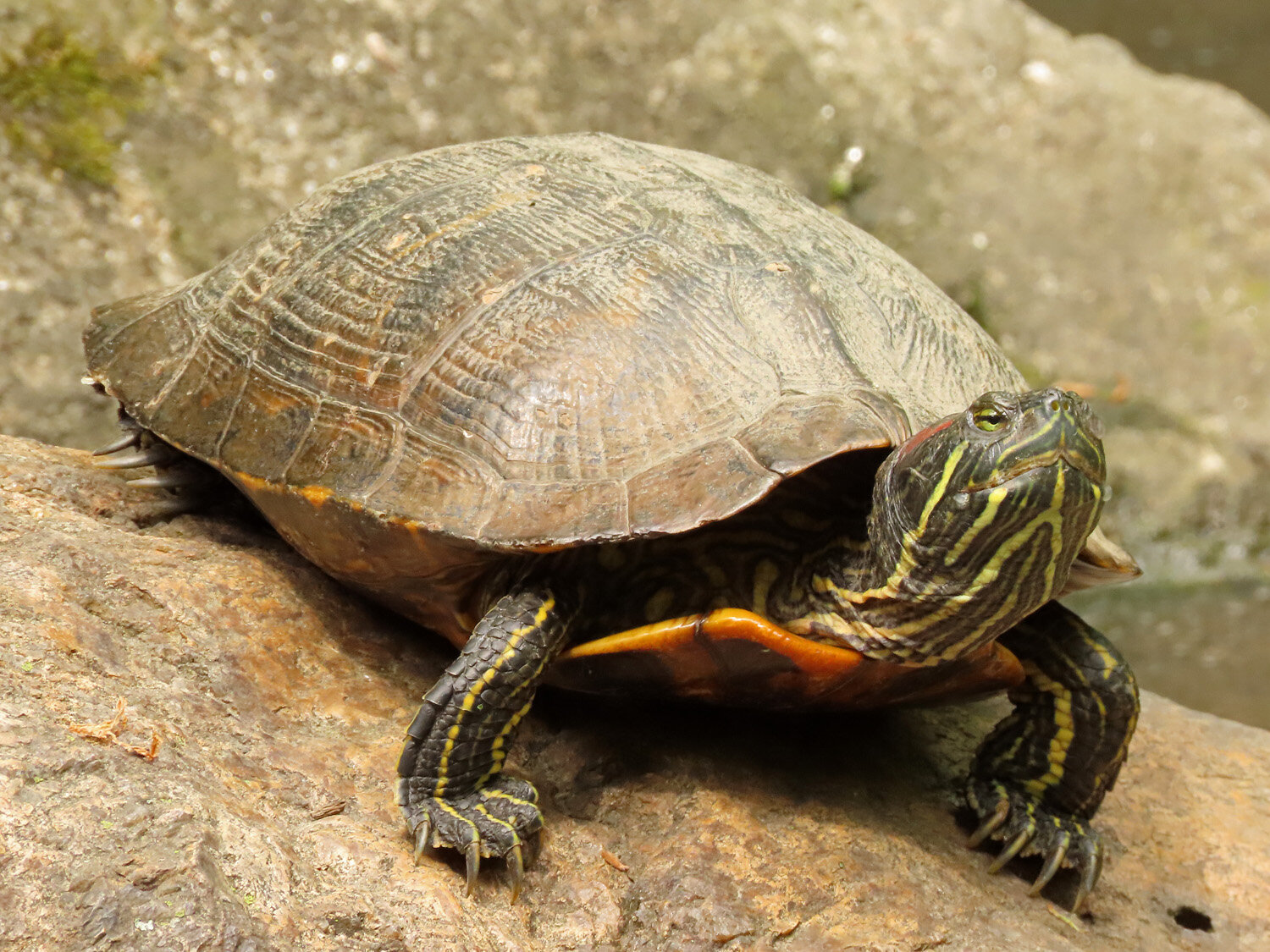 Turtles 1500 5-18-2020 193P.jpg