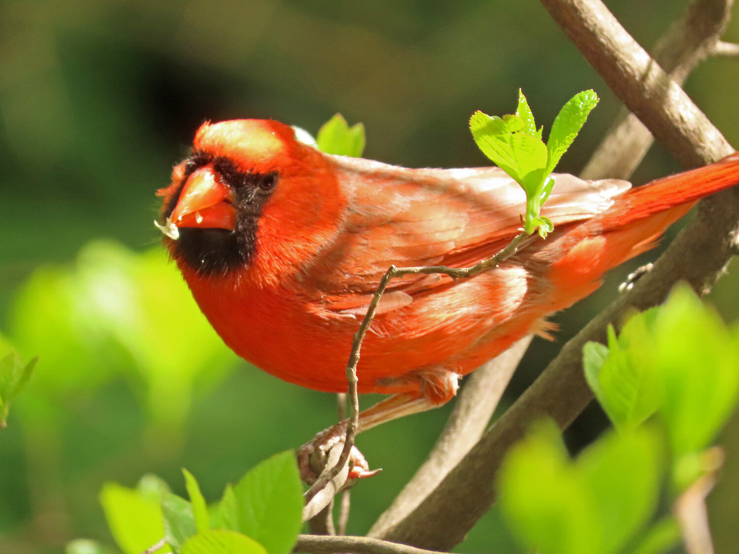 Cardinal 1500 5-5-2020 037P.jpg