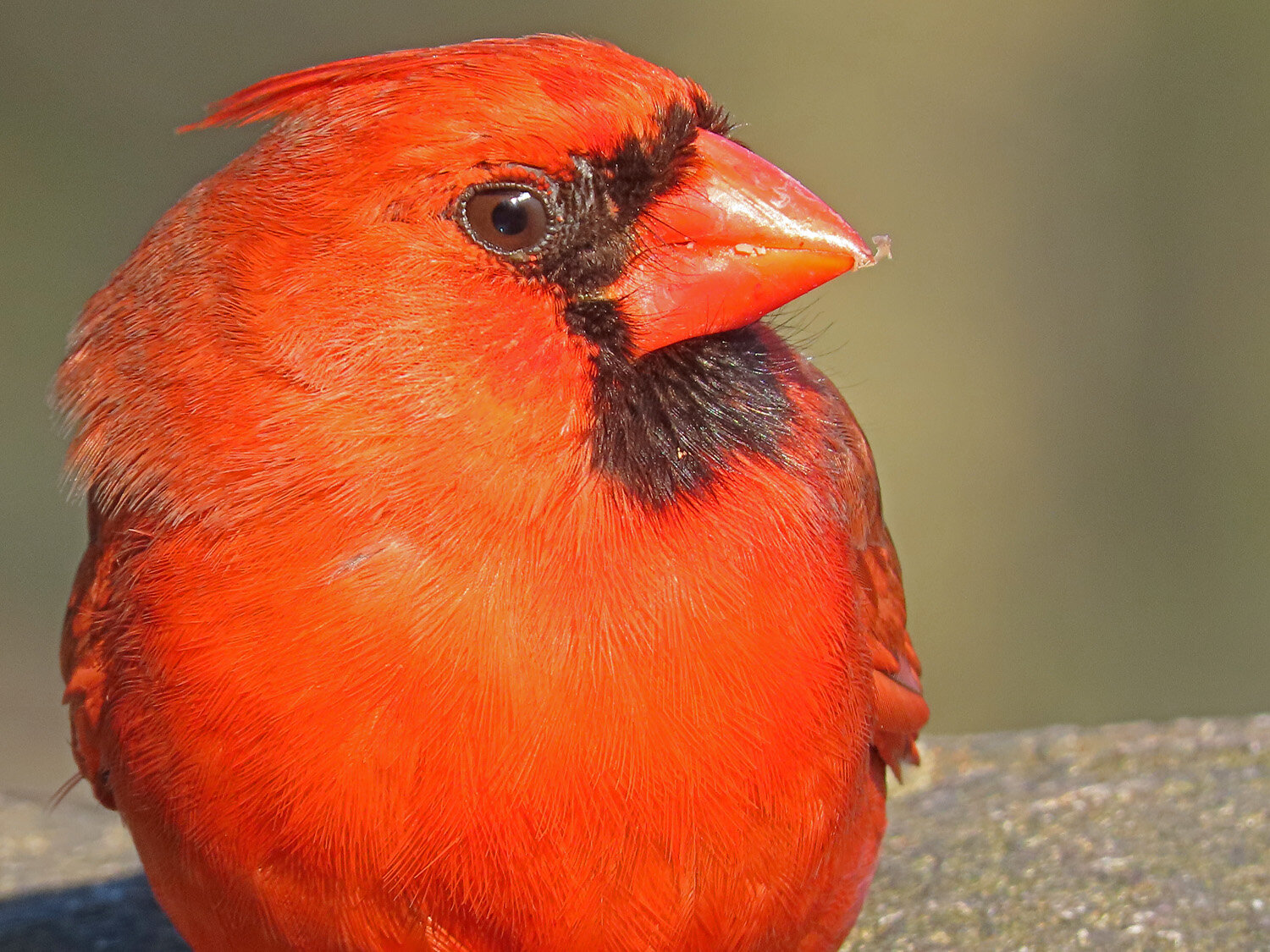 Cardinal 1500 4-22-2020 389P.jpg