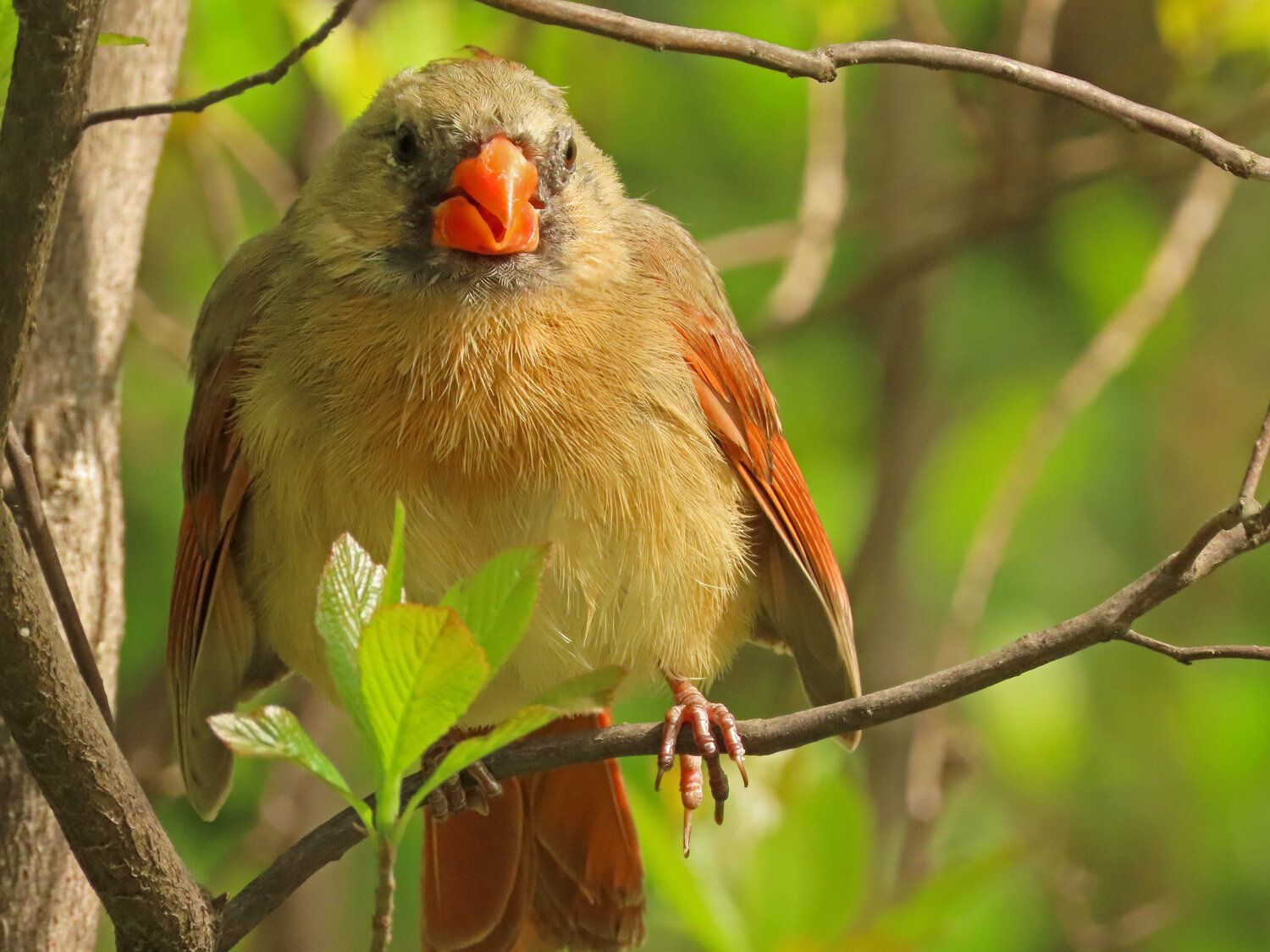 Cardinal 1500 5-5-2020 049P.jpg