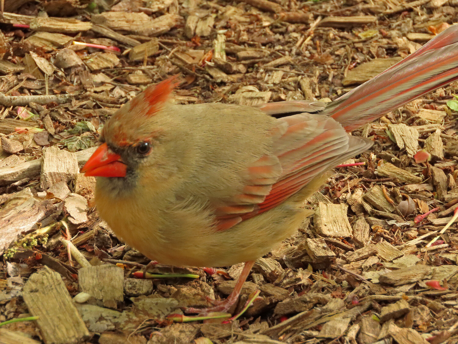 Cardinal 1500 5-9-2020 274P.jpg