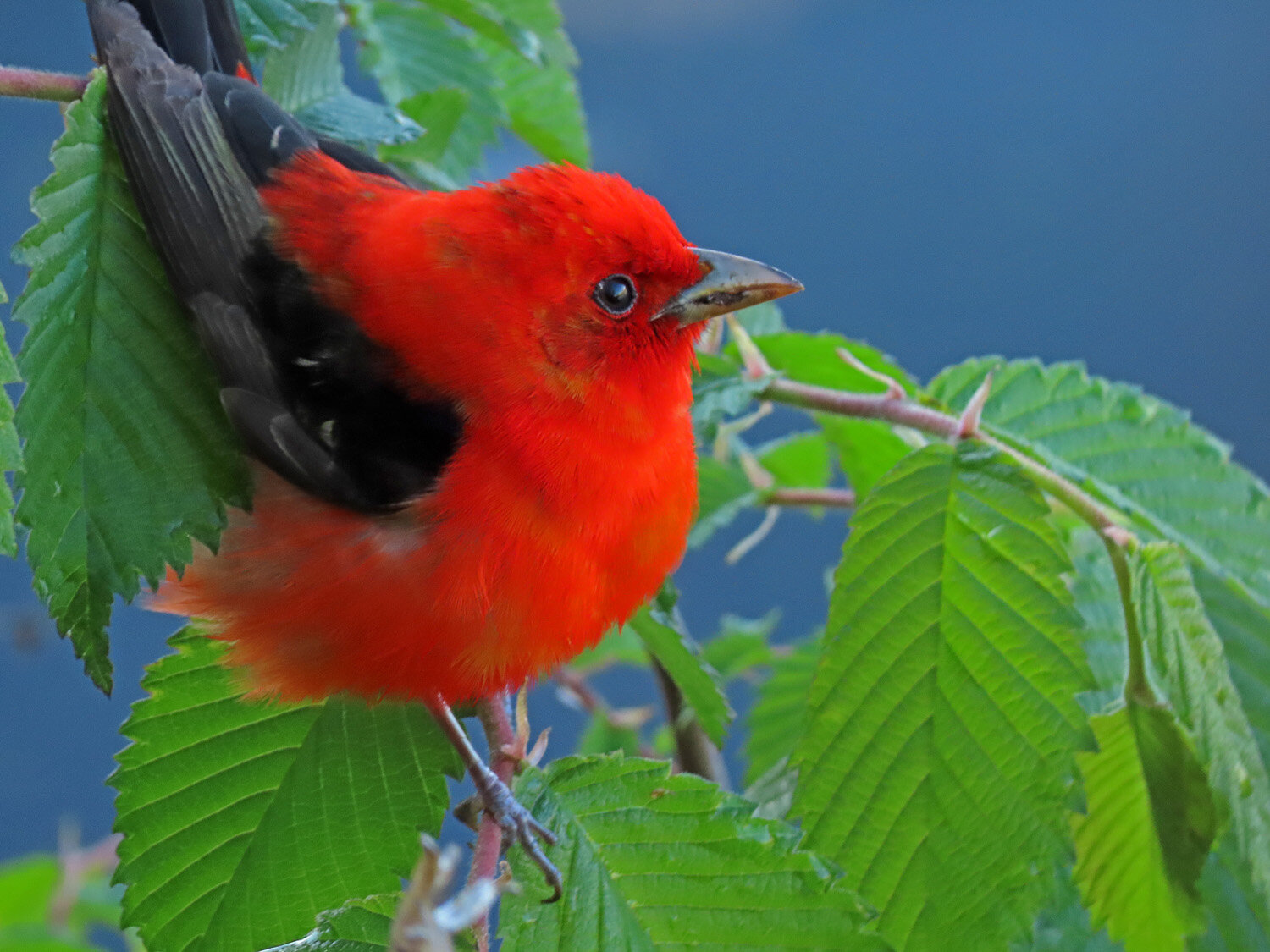 Scarlet tanager 1500 5-11-2020 092P.jpg