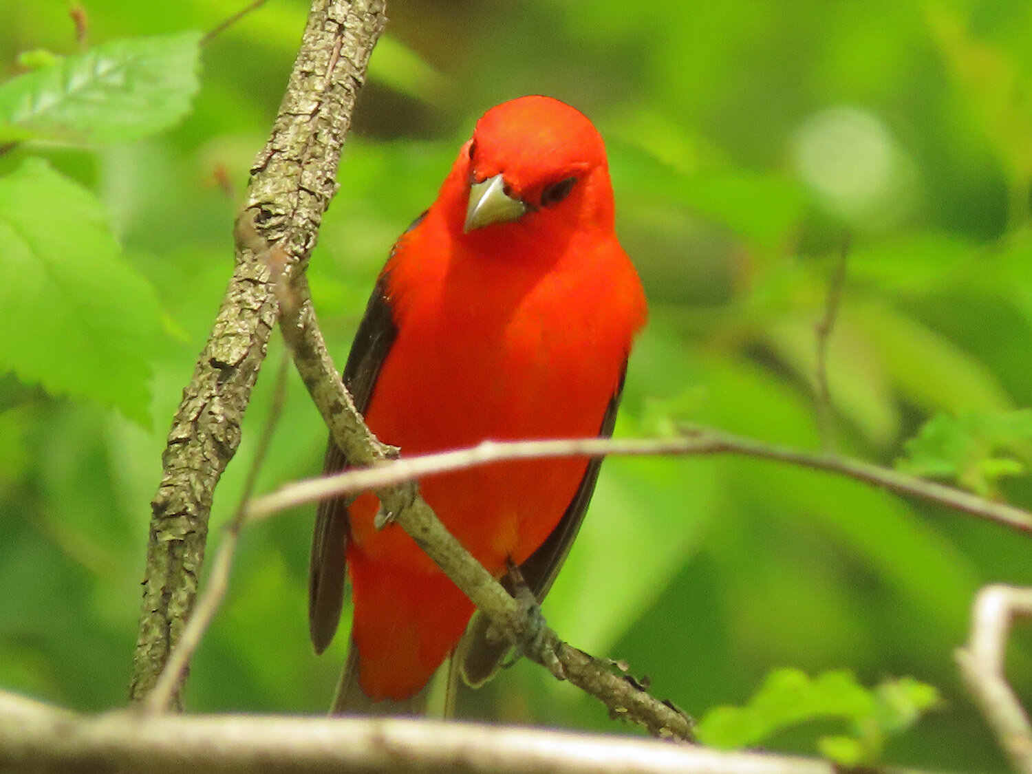 Birds of the Sugarbush: Scarlet Tanager