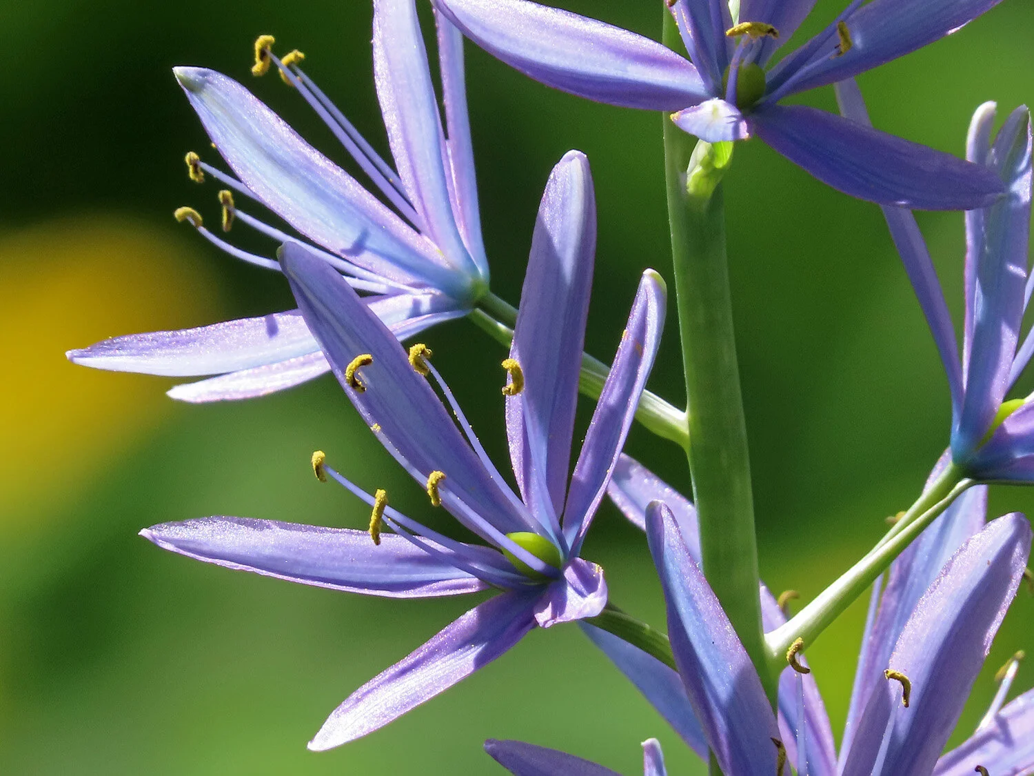 Flowers 1500 5-5-2020 117P.jpg