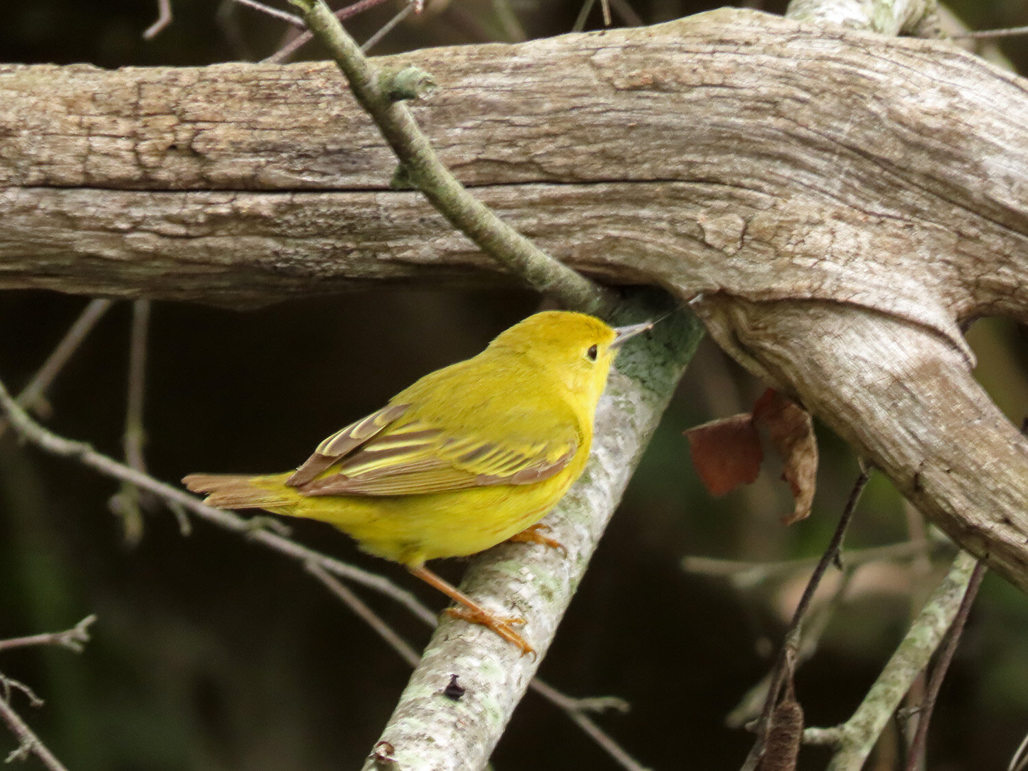 Yellow warbler 1500 5-27-2020 JB 426P.jpg