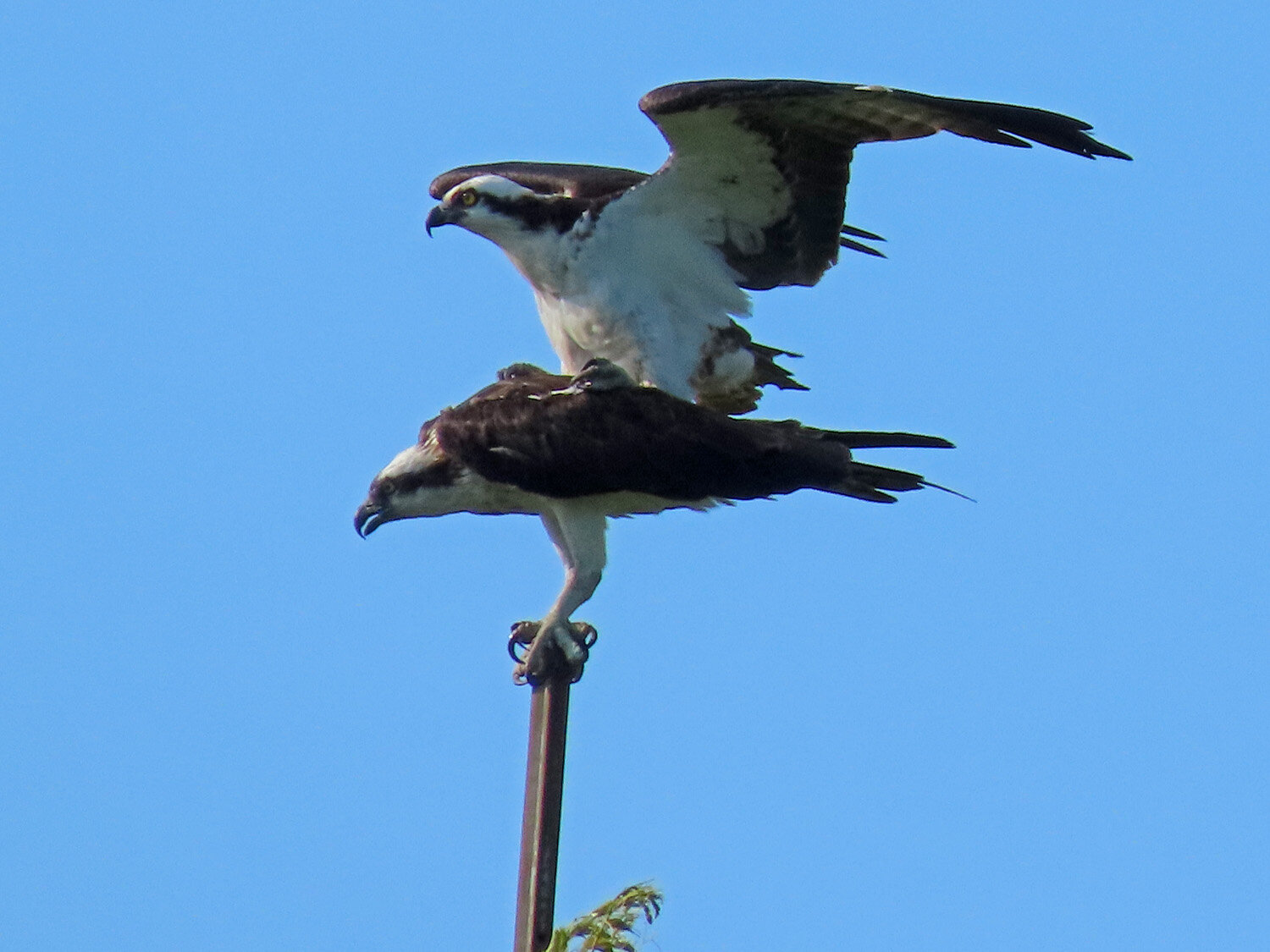 Ospreys 1500 6-3-2020 JB 444P.jpg