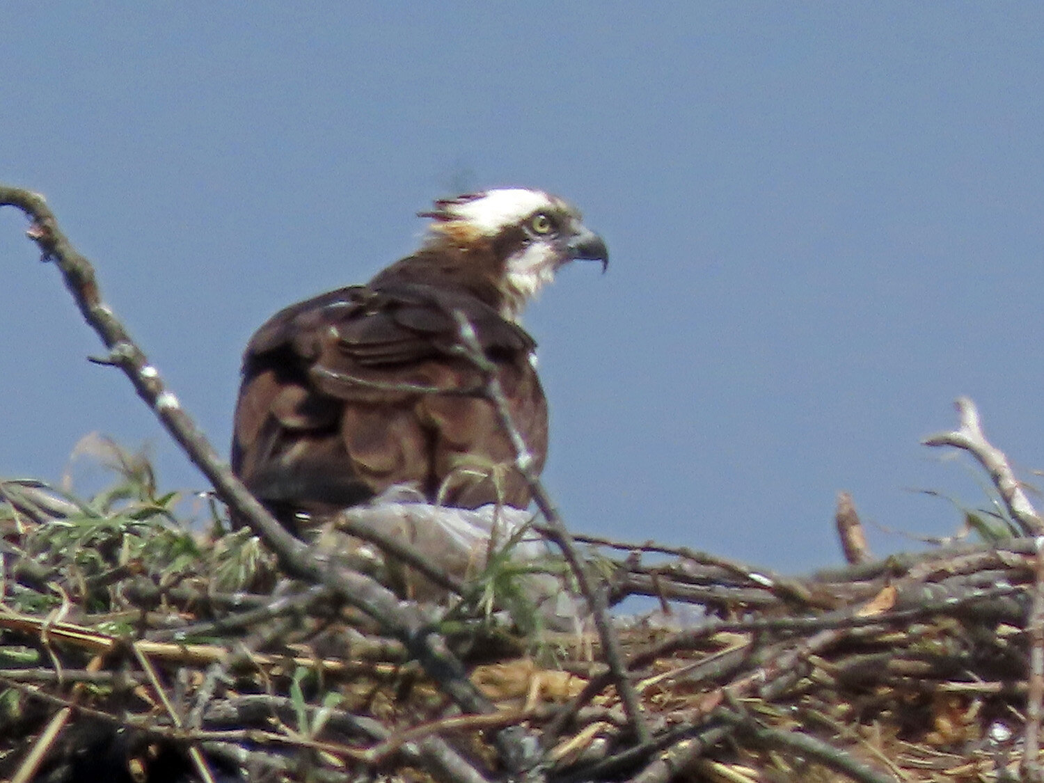 Ospreys 1500 5-26-2020 MP TSP 052P.jpg