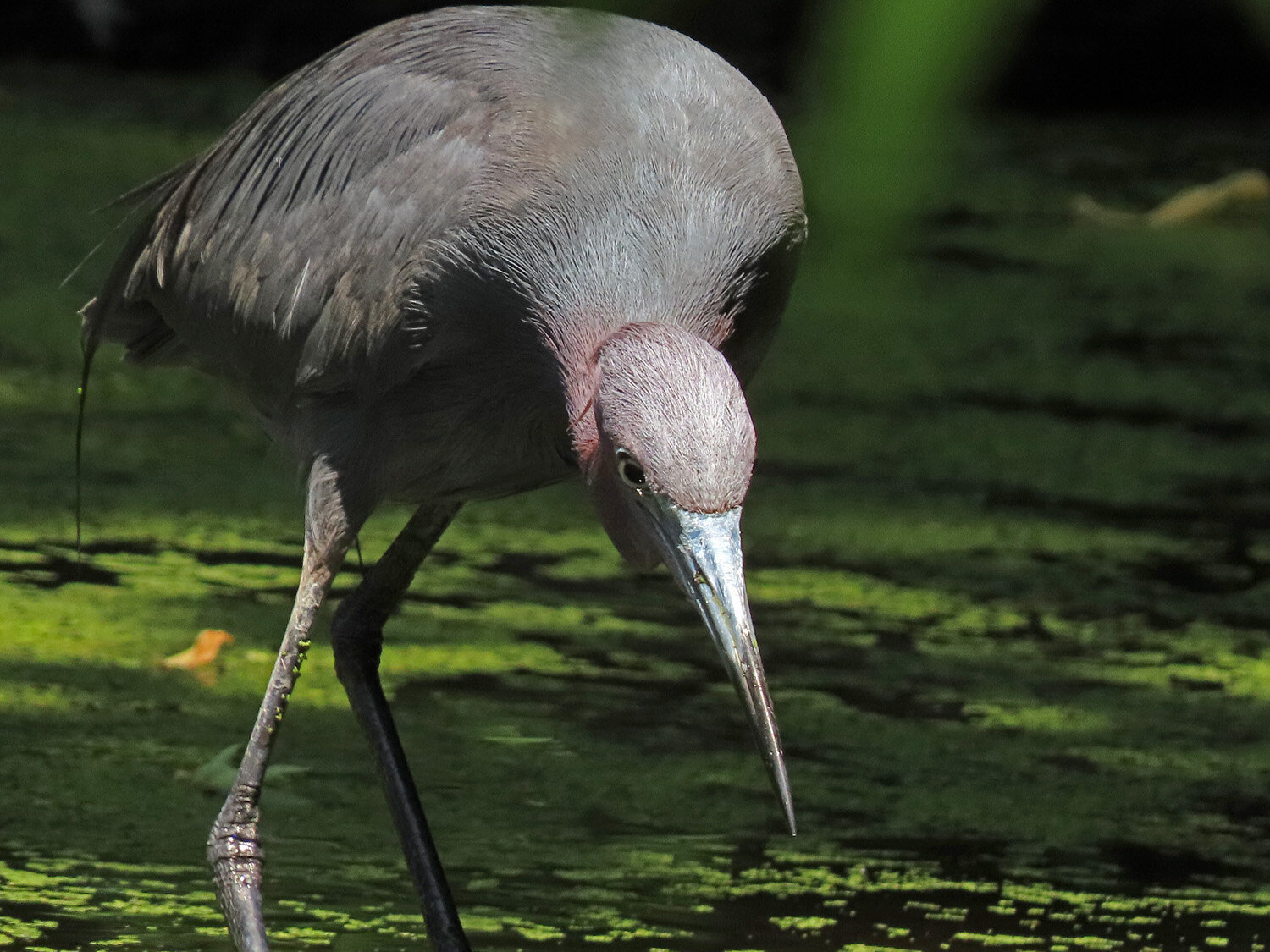 Little Blue Heron 1500 6-9-2020 SI 198P.jpg