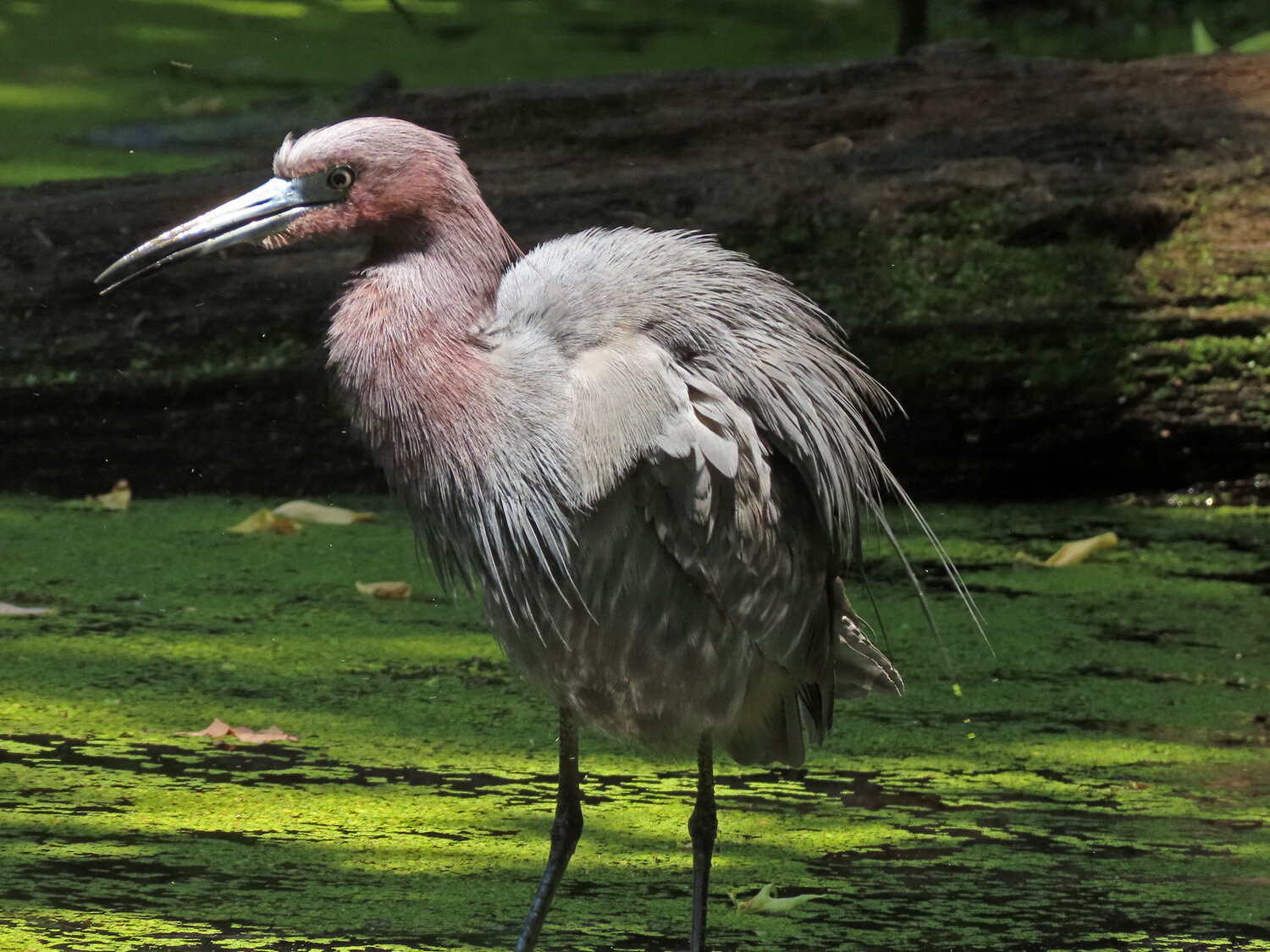 Little blue heron 1500 6-9-2020 SI 191P.jpg