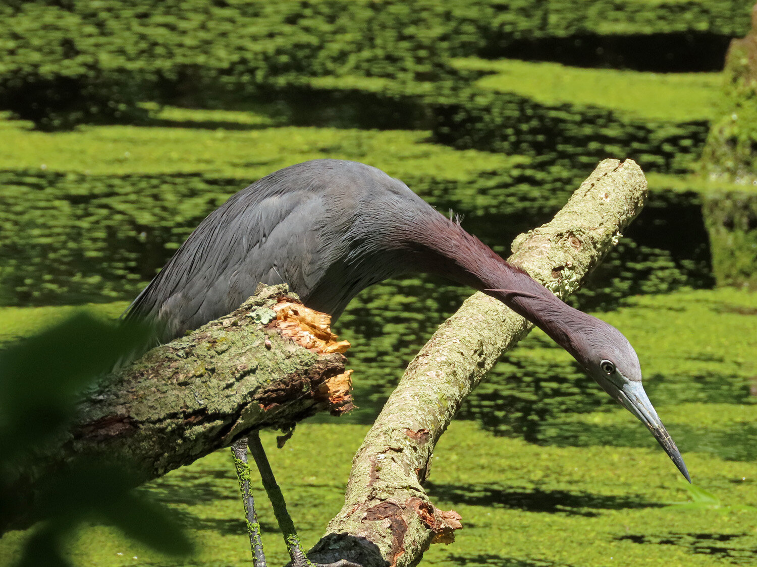 Little blue heron 1500 6-9-2020 SI 068P.jpg