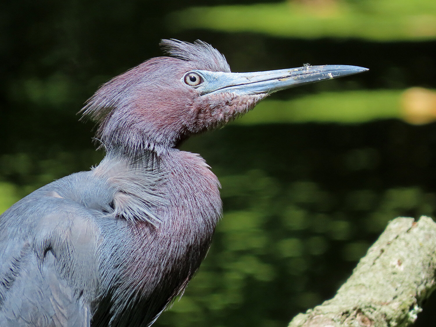 Little blue heron 1500 6-9-2020 SI 087P.jpg