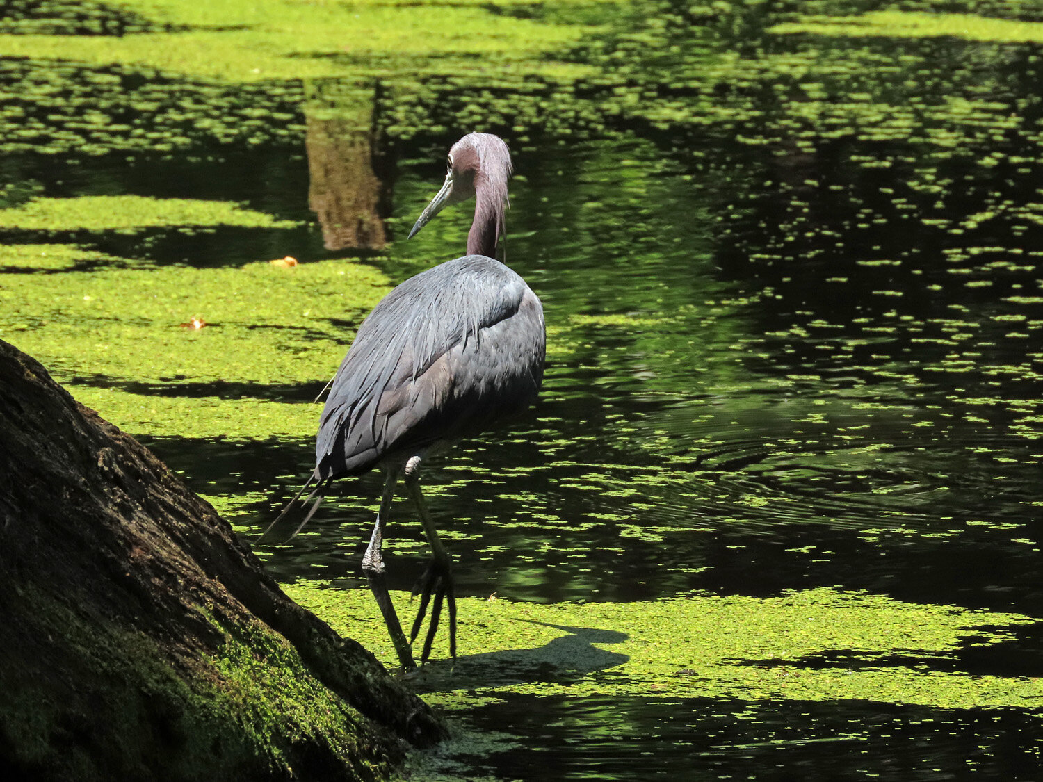 Little blue heron 1500 6-9-2020 SI 114P.jpg