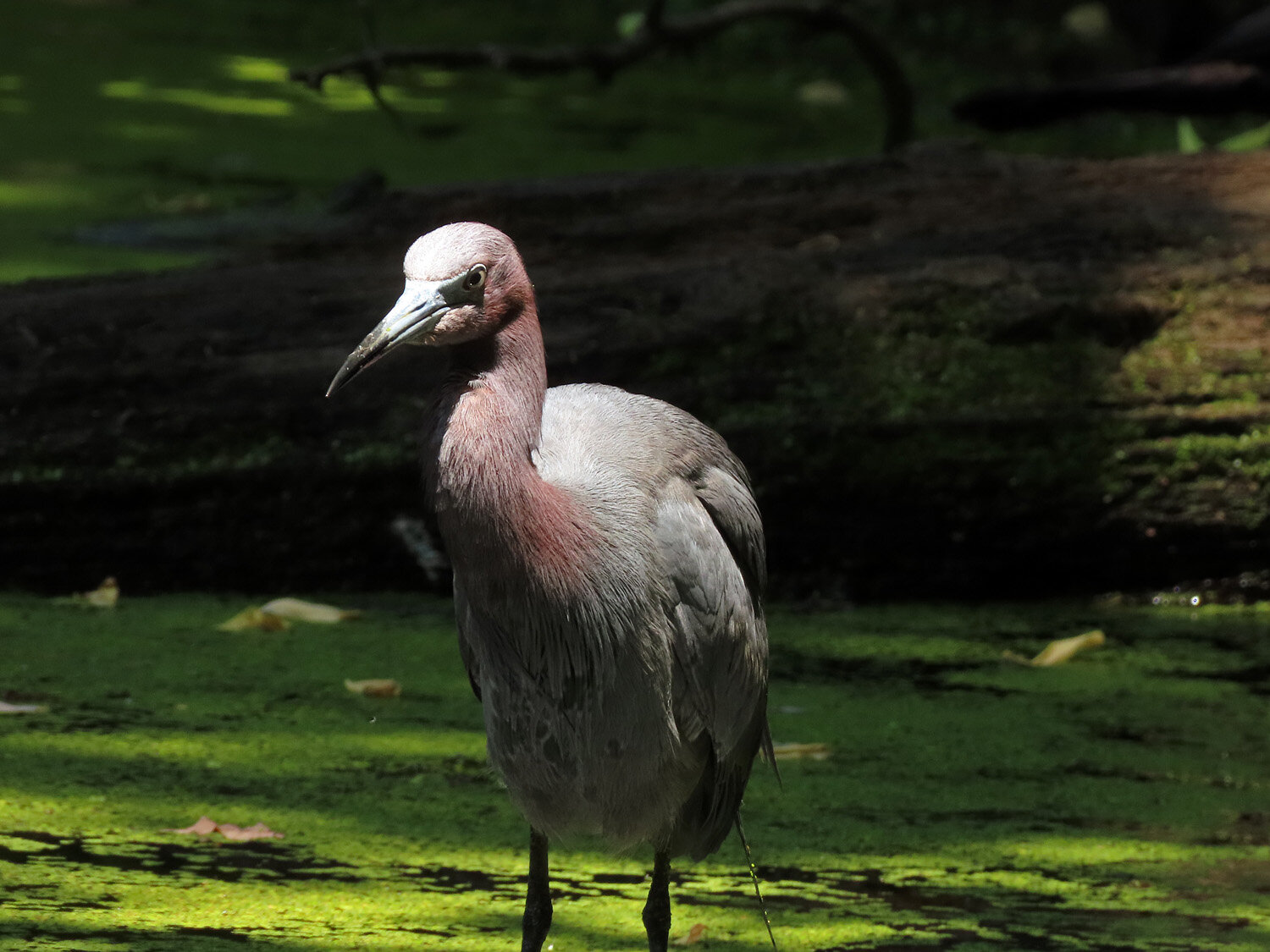 Little blue heron 1500 6-9-2020 SI 188P.jpg