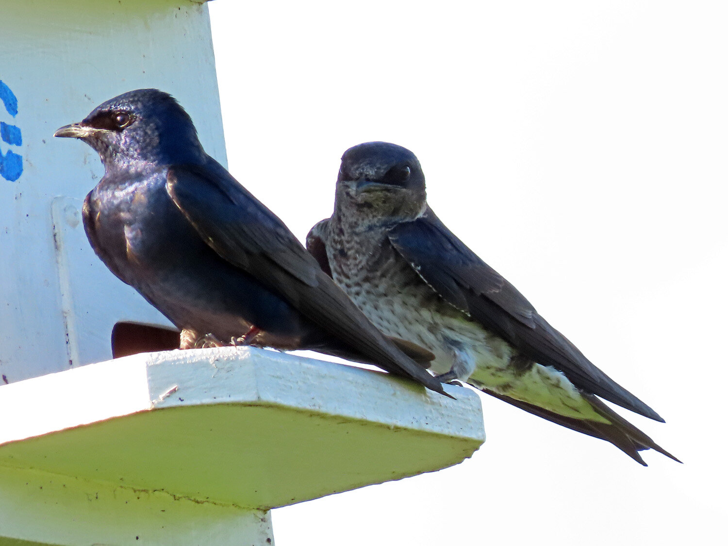 Purple Martins 1500 6-12-2020 SI 526P.jpg