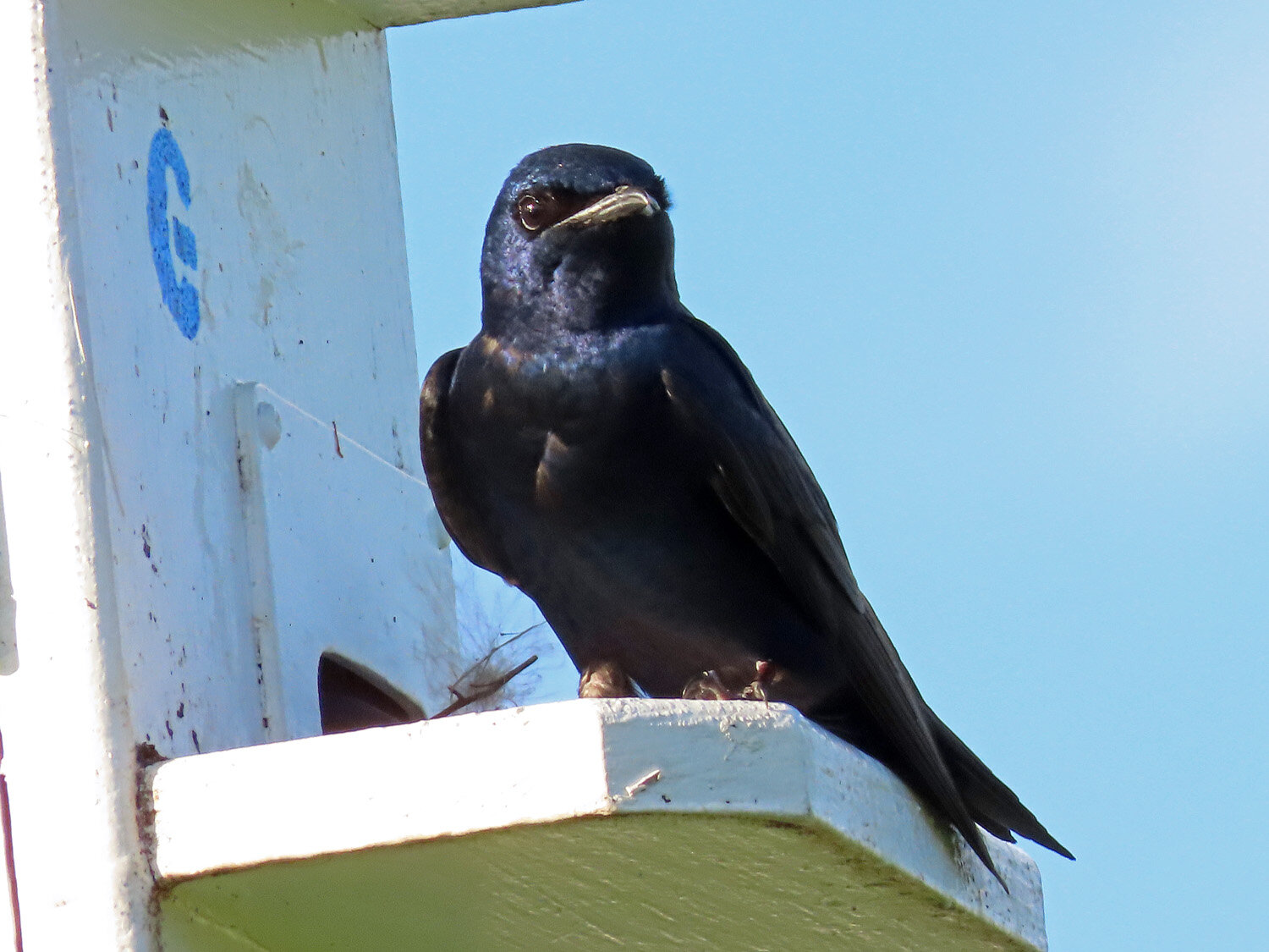 Purple Martins 1500 6-12-2020 SI 536P.jpg