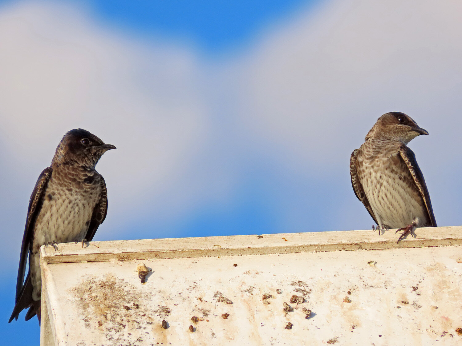 Purple Martins 1500 6-12-2020 SI 585P.jpg