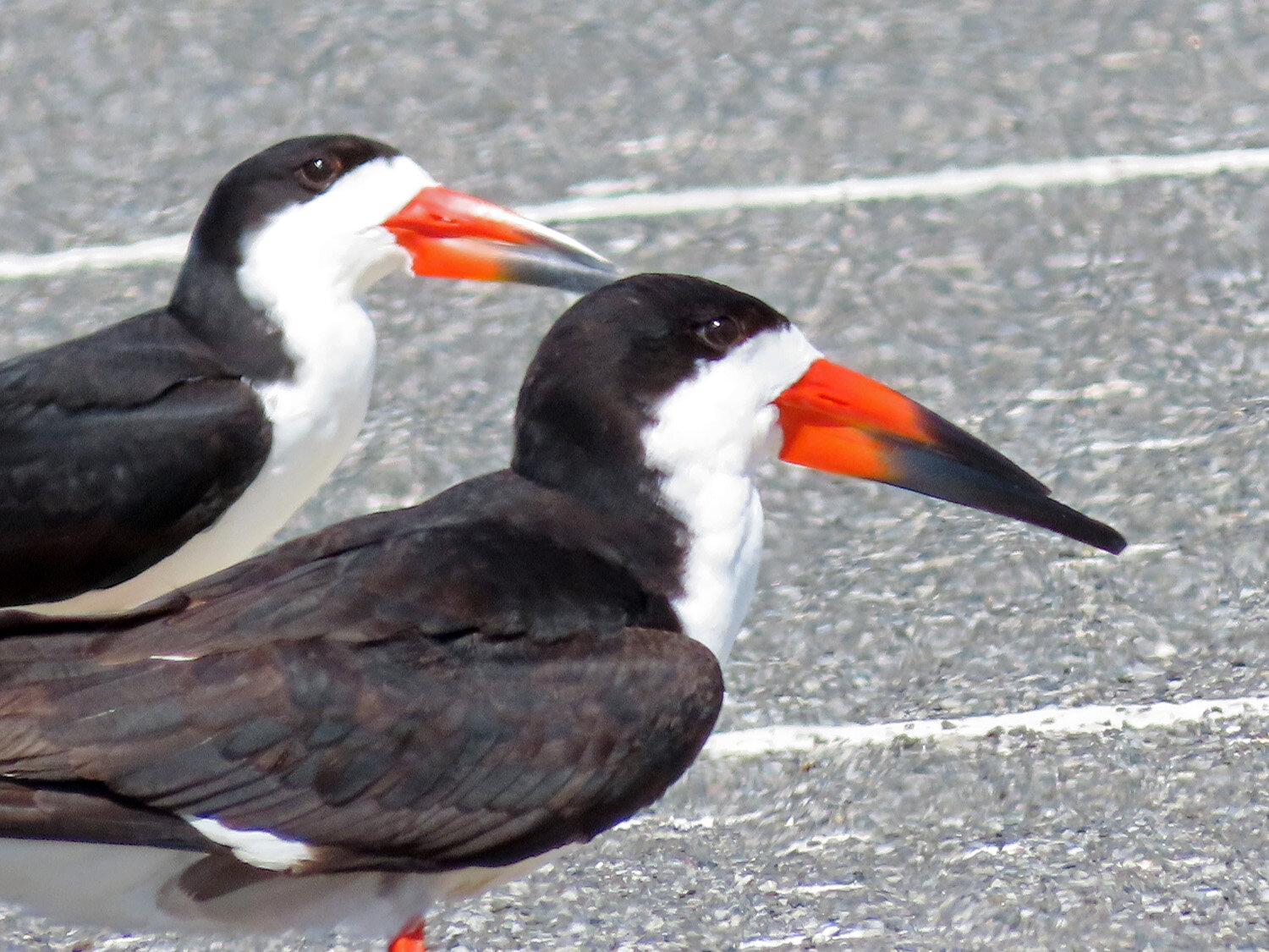 Black skimmers 1500 6-19-2020 Lido NB 536P.jpg