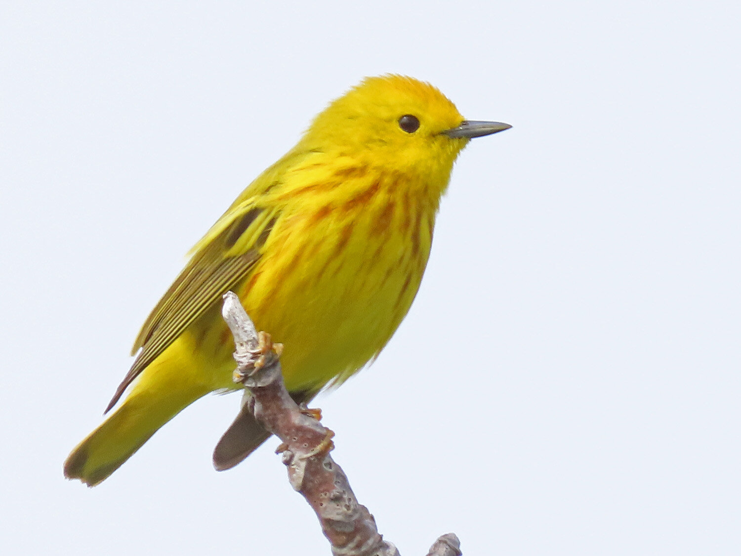 Yellow Warbler 1500 5-27-2020 JB 140P.jpg