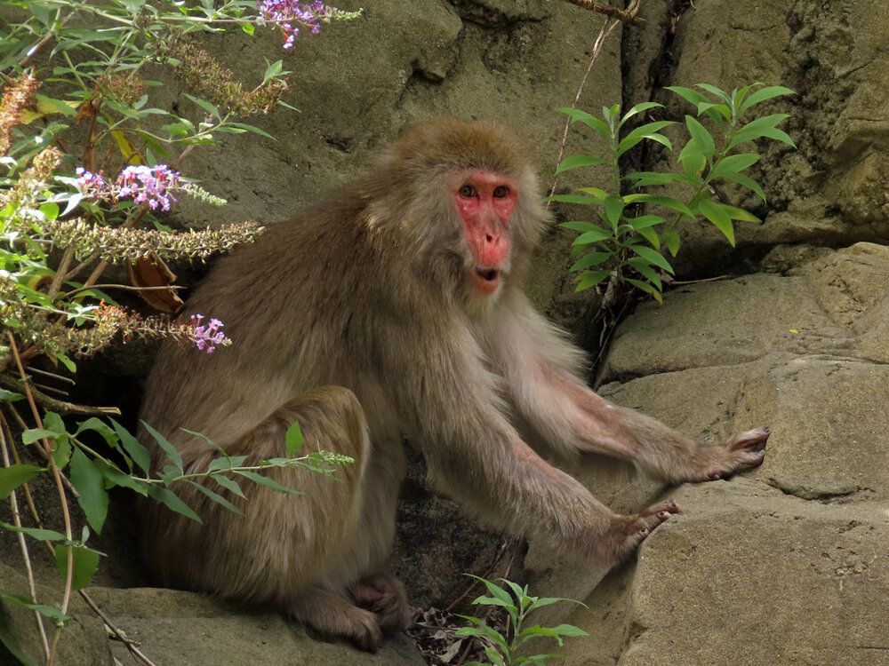 Snow Monkey 1500 8-26-2020 CPZoo 074P.jpg