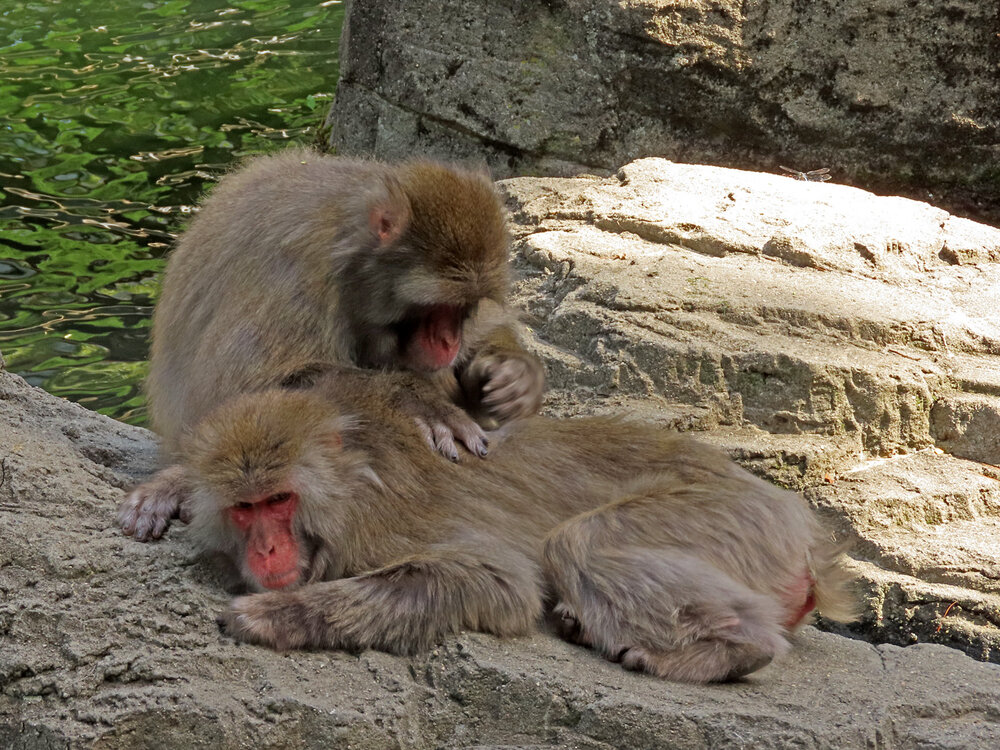 Snow Monkey 1500 8-26-2020 CPZoo 106P.jpg