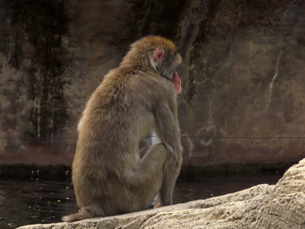 Snow Monkey 1500 8-26-2020 CPZoo 160P.jpg