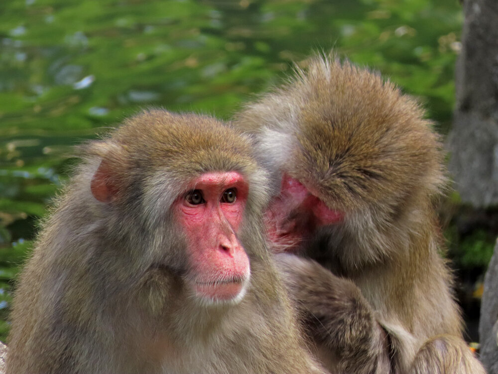 Snow Monkey 1500 8-26-2020 CPZoo 115P.jpg