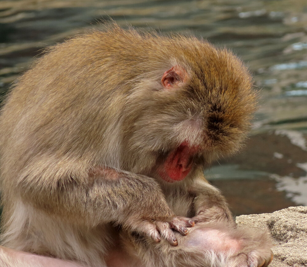 Snow Monkey 1500 8-26-2020 CPZoo 173P.jpg