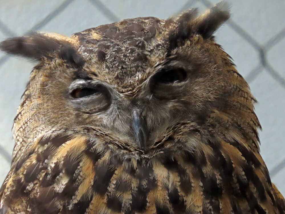 Eurasian Eagle Owl 1500 8-26-2020 CPZoo 153P.jpg