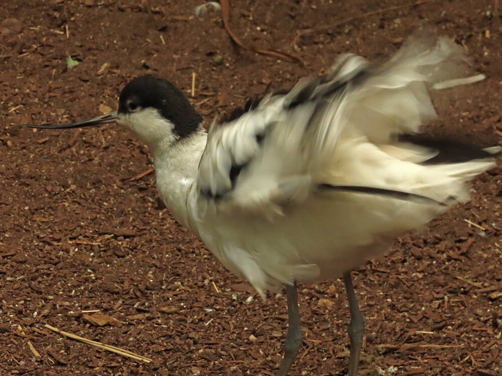 Pied Avocet 1500 8-26-2020 CPZoo 038P.jpg