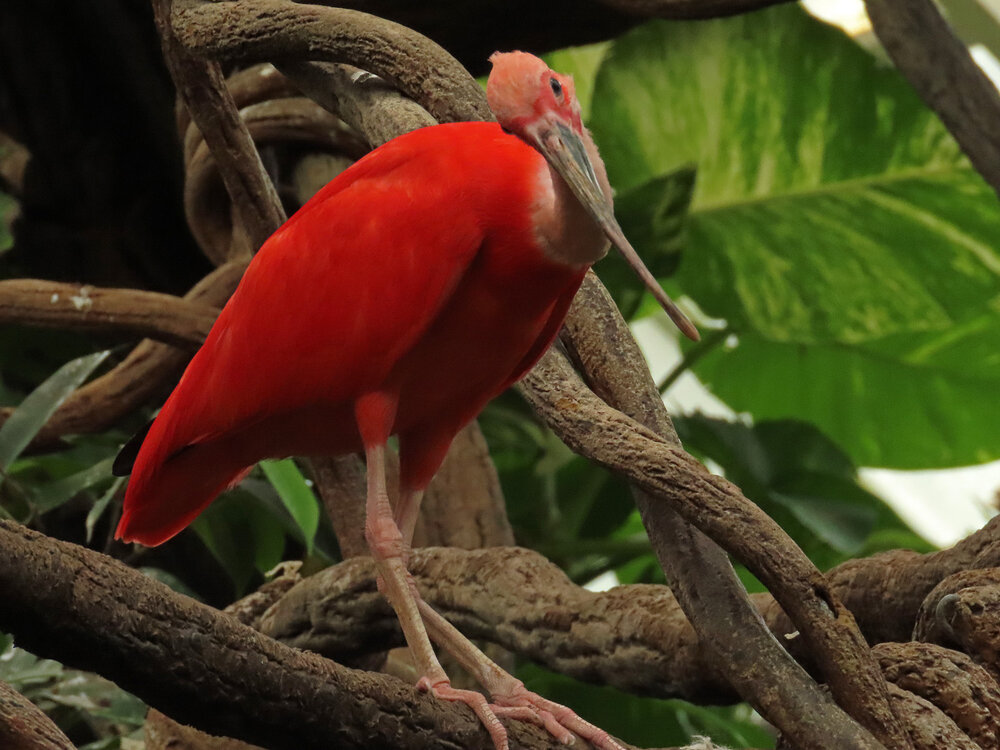 Scarlet Ibis 1500 8-26-2020 CPZoo 014P.jpg