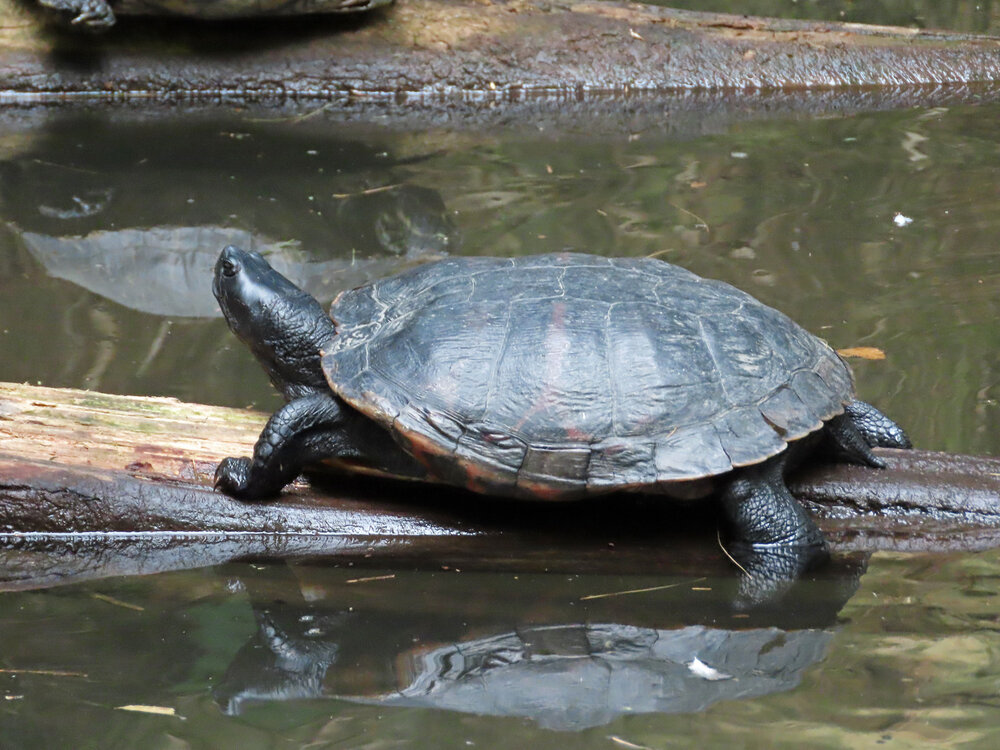 Turtle 1500 8-26-2020 CPZoo 166P.jpg