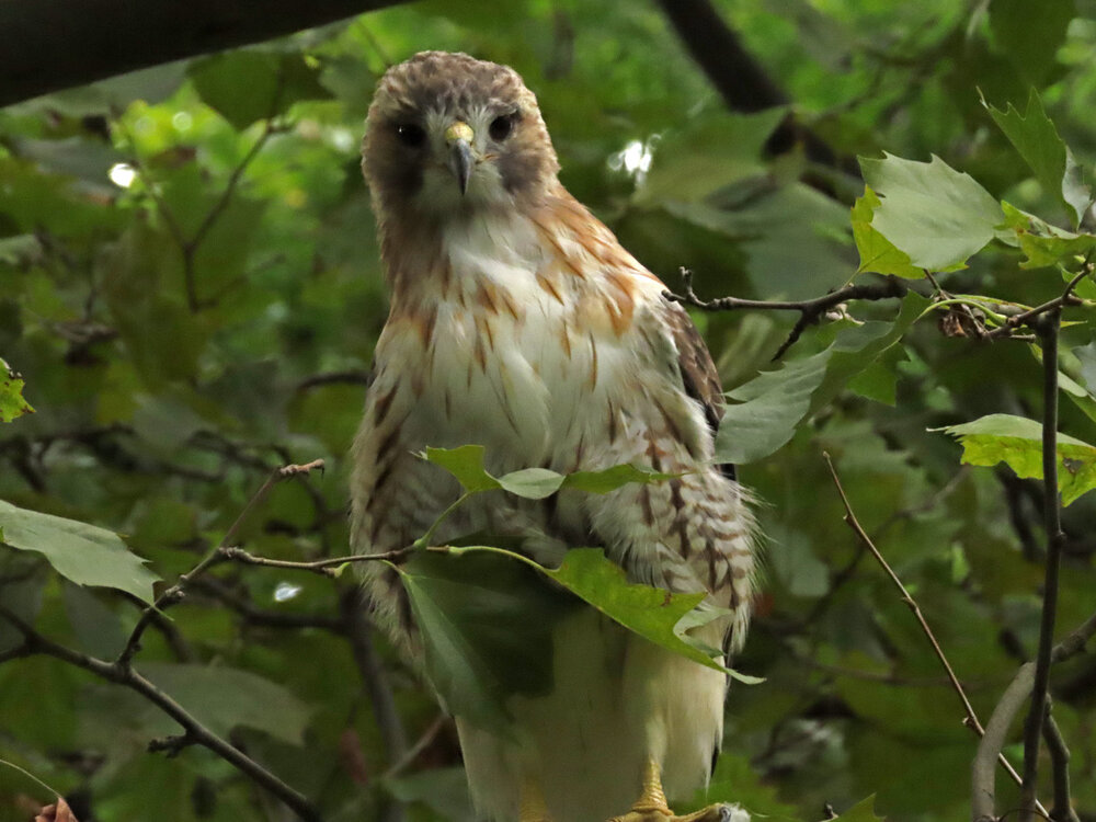 Pale Male 1500 8-28-2020 029P.jpg